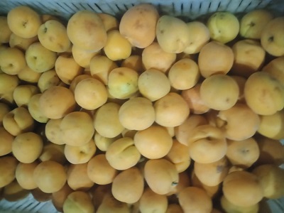 WhatsApp-Image-2024-06-05-at-8-28-36-AM.jpeg WhatsApp-Image-2024-06-05-at-8-28-36-AM.jpeg